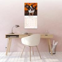 Boston Terrier Kalender 2026 - thumbnail