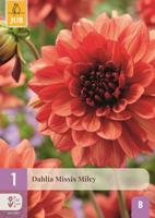 Dahlia missis miley - thumbnail