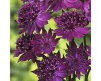 Astrantia maj. Venice vaste plant Griffioen - Griffioen - thumbnail
