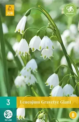 Leucojum gravetye giant 3 bollen