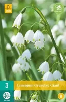Leucojum gravetye giant 3 bollen - thumbnail