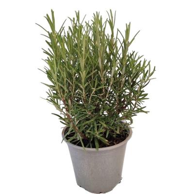 Rozemarijn Rosmarinus I kruidenplant Warentuin Natuurlijk - Warentuin natuurlijk Rozemarijn Rosmarinus I kruidenplant Warentuin Natuurlijk - Warentuin natuurlijk