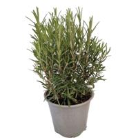 Rozemarijn Rosmarinus I kruidenplant Warentuin Natuurlijk - Warentuin natuurlijk - thumbnail