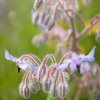 Borage zaden blauw en wit - thumbnail