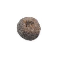 Trilobiet broeders, Marokko Erfoud, nr. 188 - 9 cm - bruin - M - thumbnail