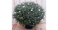 Bol Chrysant wit Warentuin Natuurlijk - Warentuin natuurlijk - thumbnail