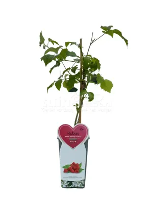 Framboos - Rubus Malling Promise H.50-60cm