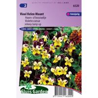 Viola Cornuta zaden Helen Mount viooltjes - thumbnail