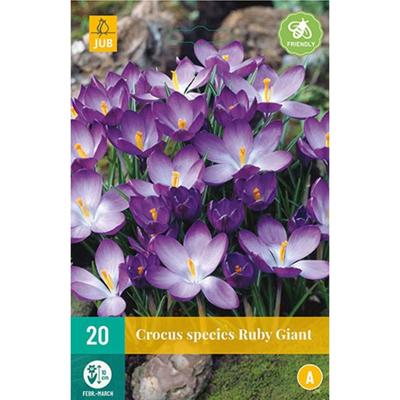 Krokus Ruby Giant 20 bollen Krokus Ruby Giant 20 bollen