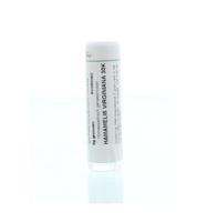 Homeoden Heel Hamamelis virginiana 30K 6 Gram - thumbnail