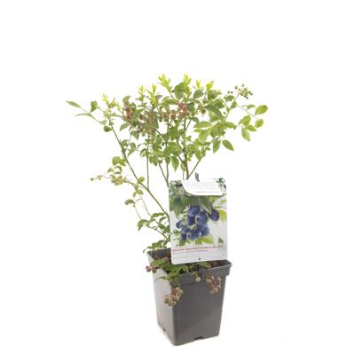 Bessenstruik Vaccinium corymbosum Bluecrop - Blauwe bes 18cm