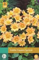 Dahlia Topmix Apricot oranje 1 bloembol Dahlia JUB - Jub - thumbnail