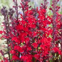 Rode lobelia (Lobelia cardinalis) moerasplant (6-stuks) - thumbnail
