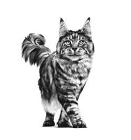Royal Canin Veterinary Sensitivity Control | 12 x 85 g | Compleet dieet voor volwassen katten | ter vermindering van de intolerantie van voedingsstoffen | stukjes in saus - thumbnail