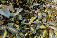 Olijfwilg - thumbnail