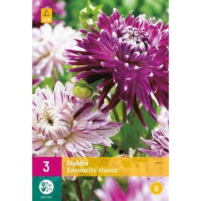 JUB X3 Dahlia Favourite Dance