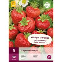 Aardbeienplanten Honeoye - thumbnail