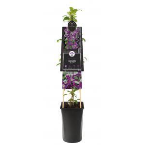 Klimplant Clematis Noora - Paarse Bosrank