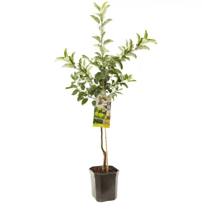 Appelboom Malus domestica Golden Delicious - Gele handappel