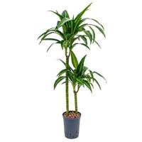 Dracaena hawaiian sunshine duo M hydrocultuur plant - thumbnail
