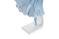 Decoratieve figuren DKD Home Decor Blauw Romantiek Balletdanseres 13 x 6 x 23 cm - thumbnail
