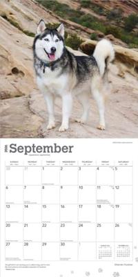 Siberian Husky Kalender 2026 Siberian Husky Kalender 2026