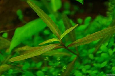 Mix waterplanten in ovale vijvermand (3 stuks) Mix waterplanten in ovale vijvermand (3 stuks)