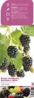 Braam (rubus fruticosus "Thornfree") fruitplanten - thumbnail