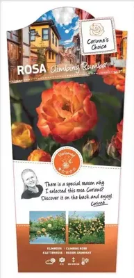 Klimrozen Climbing Rumba - Oranje klimroos Klimrozen Climbing Rumba - Oranje klimroos