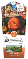Klimrozen Climbing Rumba - Oranje klimroos - thumbnail