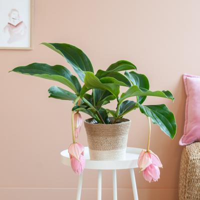 Medinilla Magnifica - Trosbloem - P17