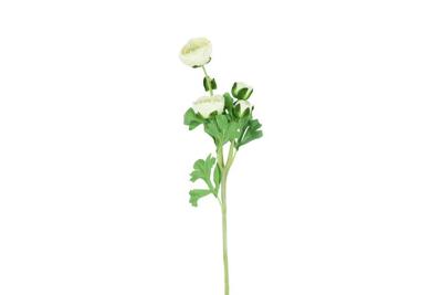 Decostar zijdebloem Ranunculus 53 cm wit