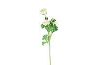 Decostar zijdebloem Ranunculus 53 cm wit - thumbnail