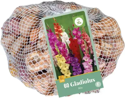 Gladiolen mix 60 bollen