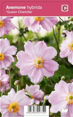 Herfstanemoon (anemone hybrida "Queen Charlotte") najaarsbloeier - 12 stuks