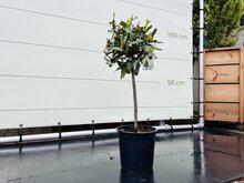 Laurier op stam - Laurus Nobilis - stamhoogte 50-80 cm Laurier op stam - Laurus Nobilis - stamhoogte 50-80 cm