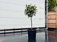 Laurier op stam - Laurus Nobilis - stamhoogte 50-80 cm - thumbnail