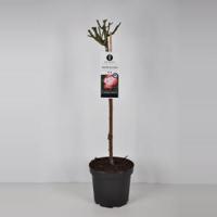 Grootbloemige roos op stam (rosa "Nostalgie"®) - Op stam 70 cm - 1 stuks - thumbnail