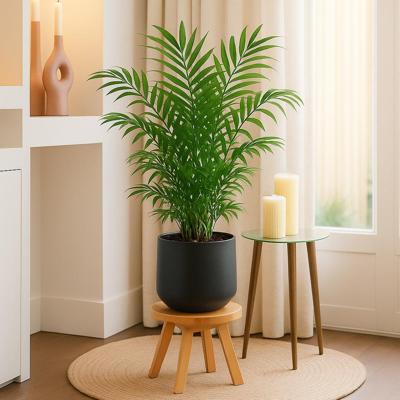 Mexicaanse Dwergpalm (Chamaedorea Elegans) - P21 Mexicaanse Dwergpalm (Chamaedorea Elegans) - P21