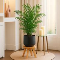 Mexicaanse Dwergpalm (Chamaedorea Elegans) - P21 - thumbnail