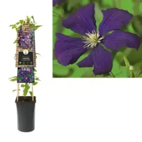 Paarse bosrank (Clematis viticella "Etoile Violette") klimplant - thumbnail