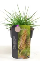 Siergras - Pennisetum Alopecuroides Little Bunny - thumbnail