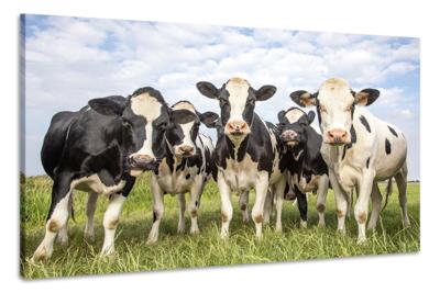 Schilderij -Koeien op een rij , 3 maten, wanddecoratie , premium print