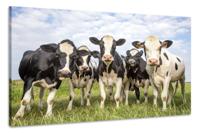 Schilderij -Koeien op een rij , 3 maten, wanddecoratie , premium print - thumbnail