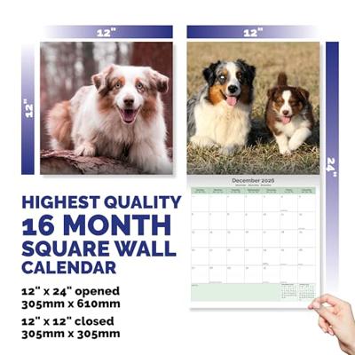 Australian Shepherd Kalender 2026 Australian Shepherd Kalender 2026