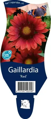 Gaillardia Red vaste plant Griffioen - Griffioen