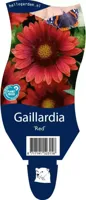 Gaillardia Red vaste plant Griffioen - Griffioen - thumbnail