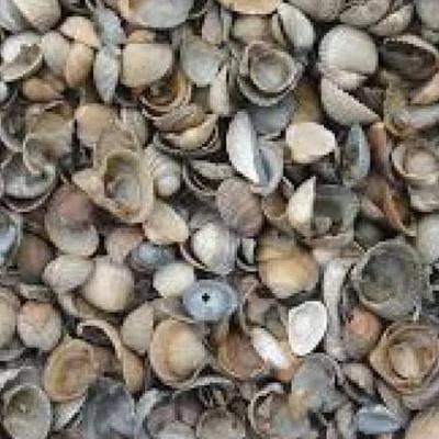 Schone schelpen Big Bag - 1m3