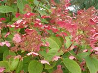 Pluimhortensia - thumbnail