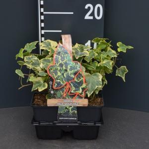 Klimop (hedera helix "Goldchild") bodembedekker - 4-pack - 1 stuks Klimop (hedera helix "Goldchild") bodembedekker - 4-pack - 1 stuks